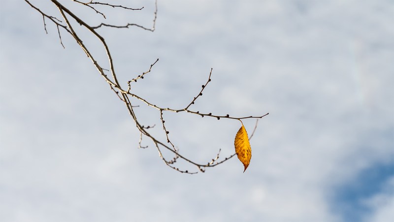 An image showing a yellow leaf on an otherwise leafless tree branch with a blue sky background