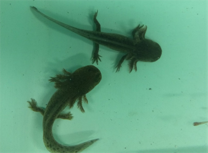 An image of an axolotl looking at the camera