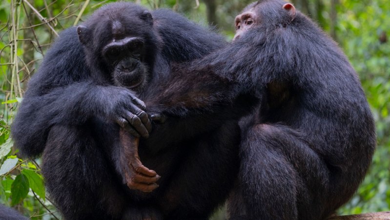 An image of two chimps with one taking care of another